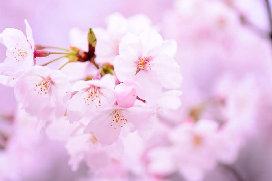 Japan Flowers Spring Plant