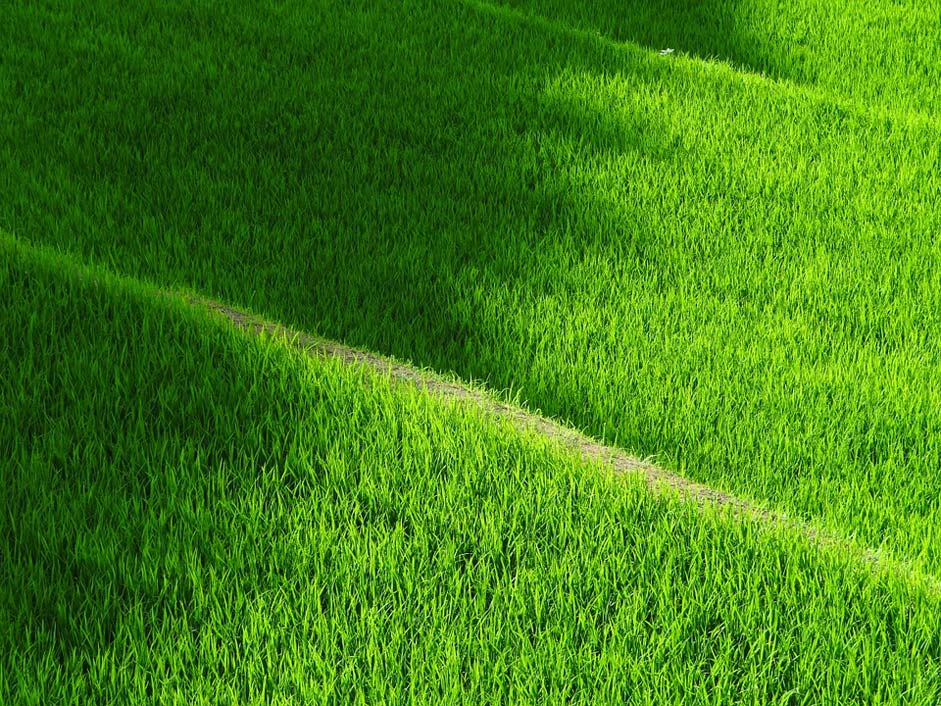 Rice Japan Yamada'S-Rice-Fields Rice-Terraces