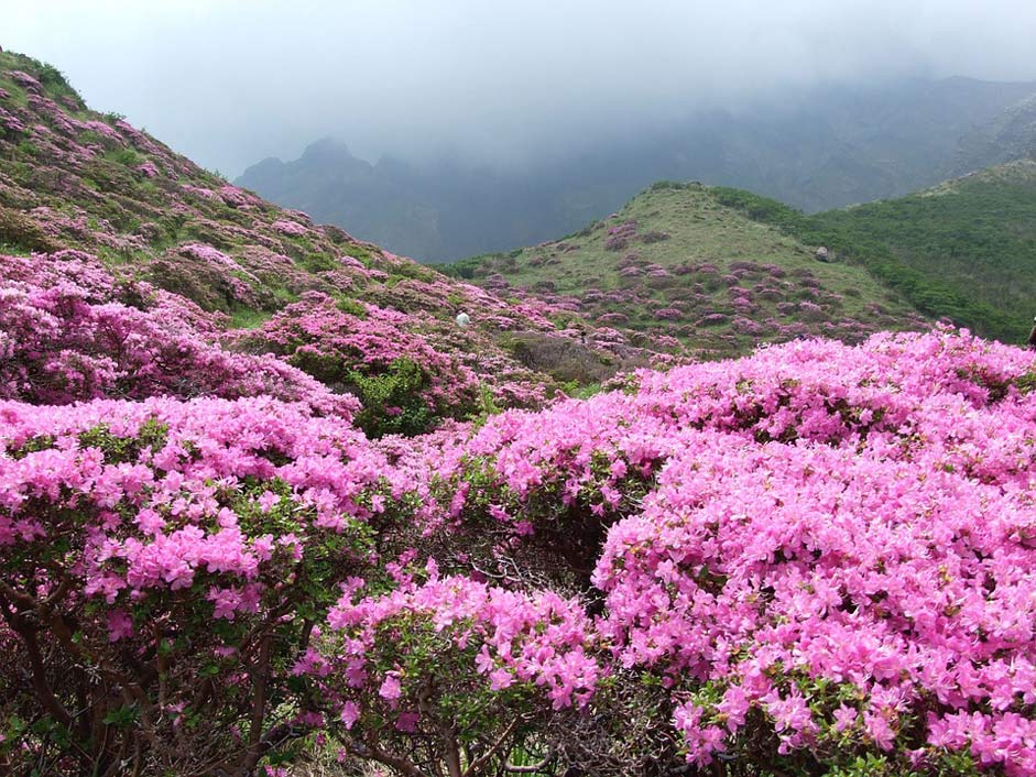  Rhododendron-Kiusianum-Aso Azalea Shosenkyo-Drunk