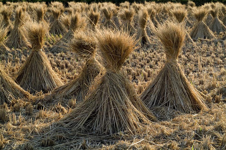 Field Grain Rice Straw