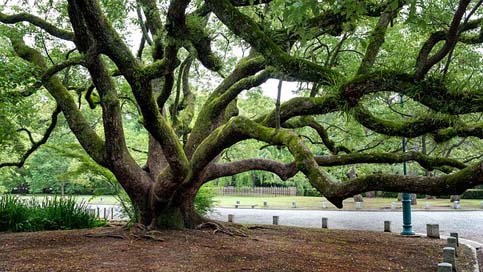 Tree Old Branches Gnarled Picture