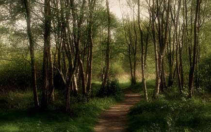 Forest Mystical Dark Japan Picture