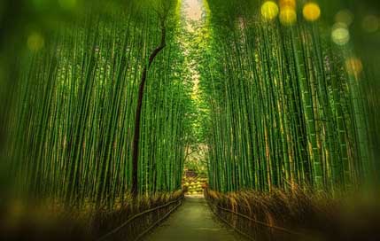 Kyoto Bokeh Bamboo Japan Picture