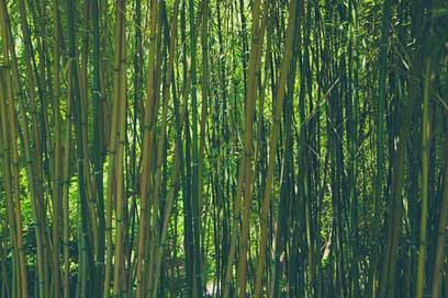 Bamboo Green Nature Forest Picture