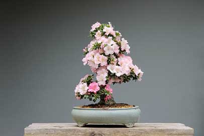 Bonsai Pink-Flower Rhododendron Azaleas Picture