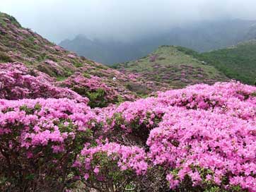 Shosenkyo-Drunk  Rhododendron-Kiusianum-Aso Azalea Picture