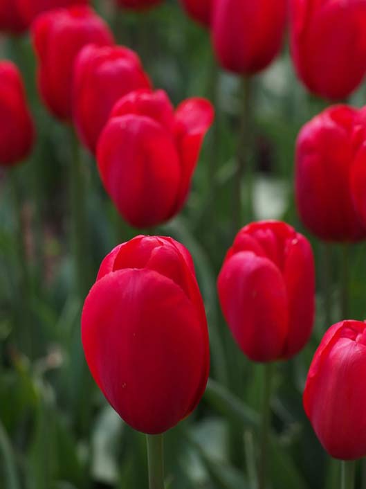 Spring Flowers Natural Tulip