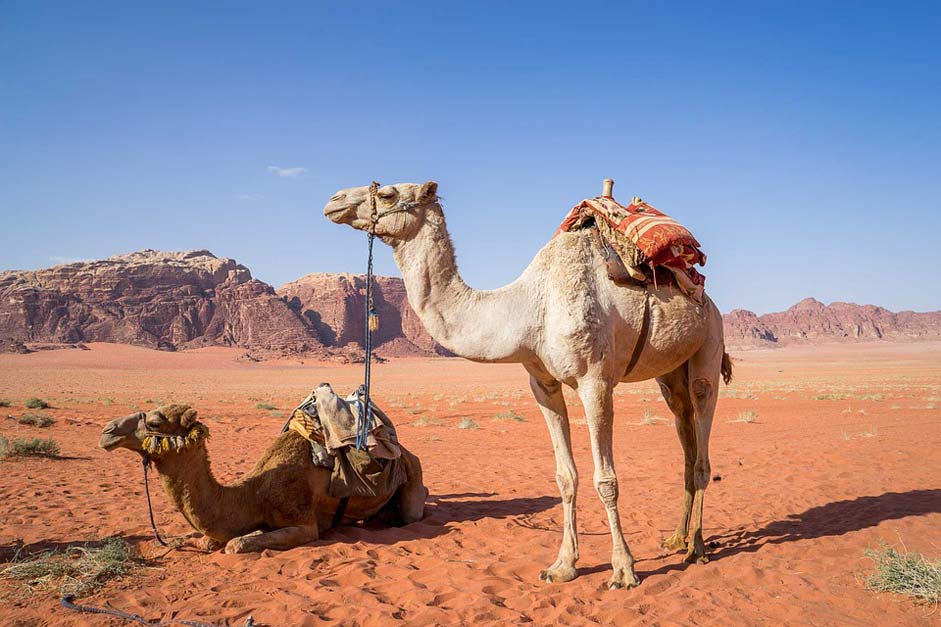 Travel Desert Wadi-Rum Camel