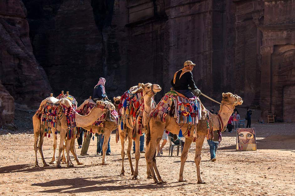 Dromedary Camel Petra Jordan