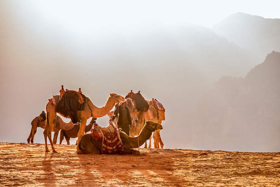 Dromedary Camel Wade-Rooms Jordan