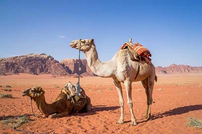 Camel Travel Desert Wadi-Rum Picture