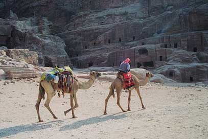 Bedouin The-Red Petra Dromedaries Picture