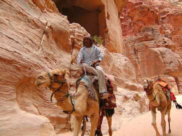 Petra  Camel Jordan Picture