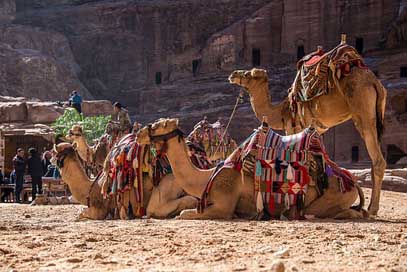 Jordan Dromedary Camel Petra Picture
