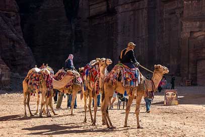 Jordan Dromedary Camel Petra Picture