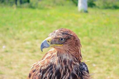Golden-Eagle Bird Borovoye Kazakhstan Picture