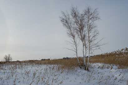 Field Reed Wood Winter Picture