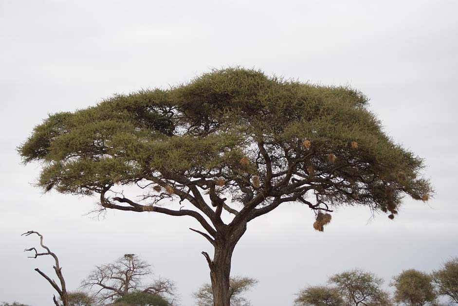 Kenya Africa Tree Acacia