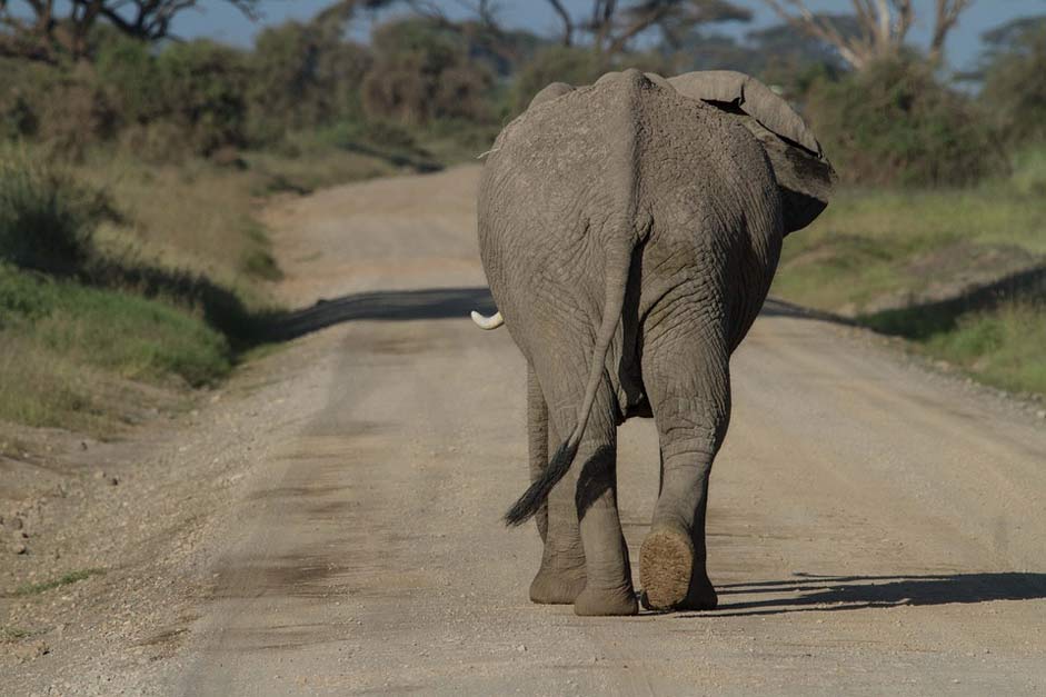 Big-Five Amboseli African-Bush-Elephant Africa