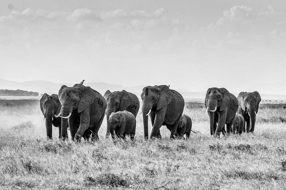  Herd-Of-Elephants Elephant African-Bush-Elephant