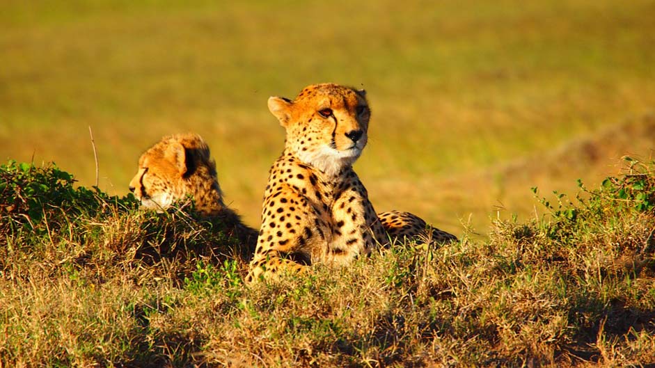 Kenya Animal Africa Cheetah