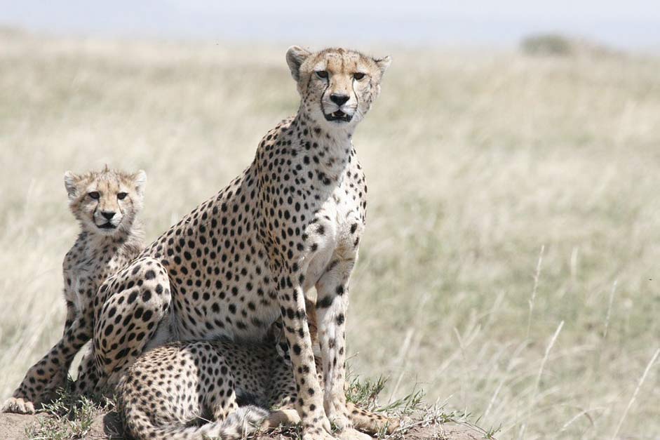 Wildlife Cheetah-Cub Cheetah-Mother Cheetah