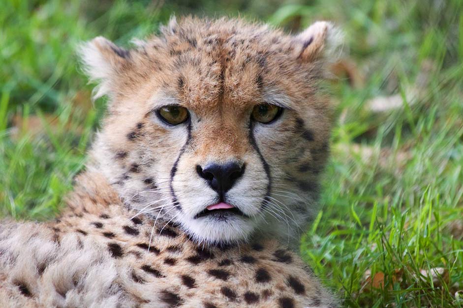 Animal Wildlife Cheetah Cheetah-Cub