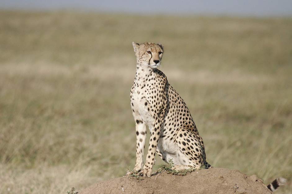 Tanzania Safari Sit Cheetah