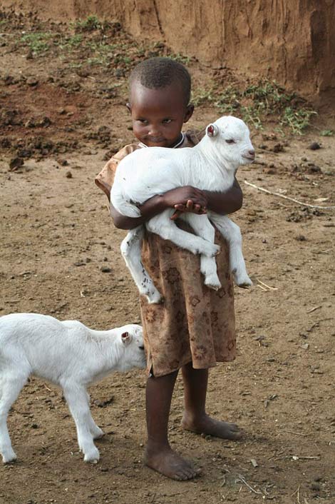 Kenya Lamb Africa Child
