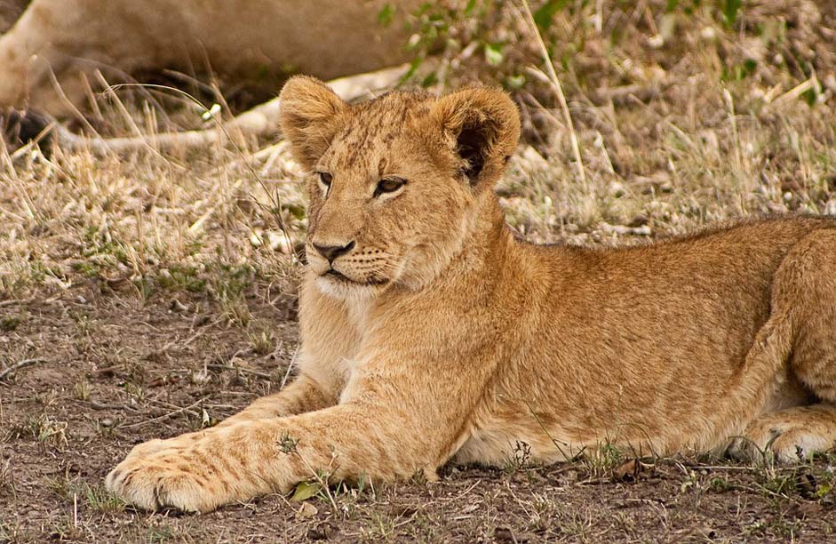 Animal Lion Africa Cub