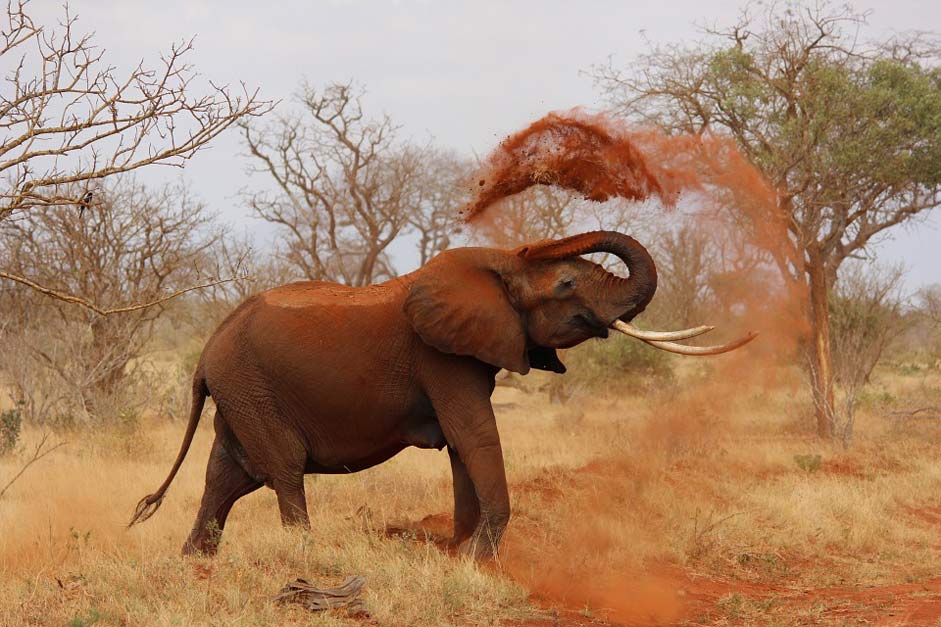 Kenya African-Elephant Africa Elephant