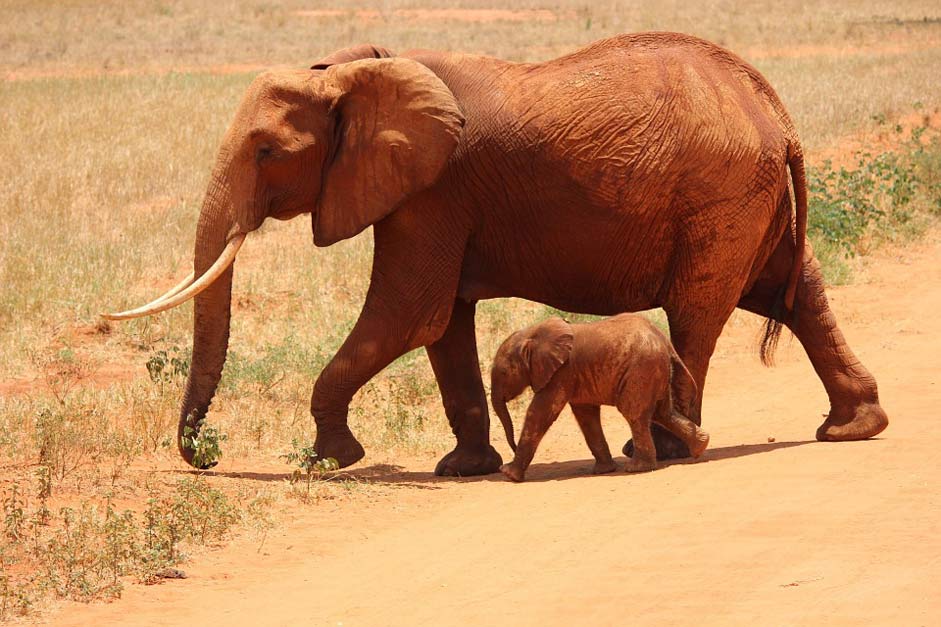 Kenya Tsavo Cub Elephant