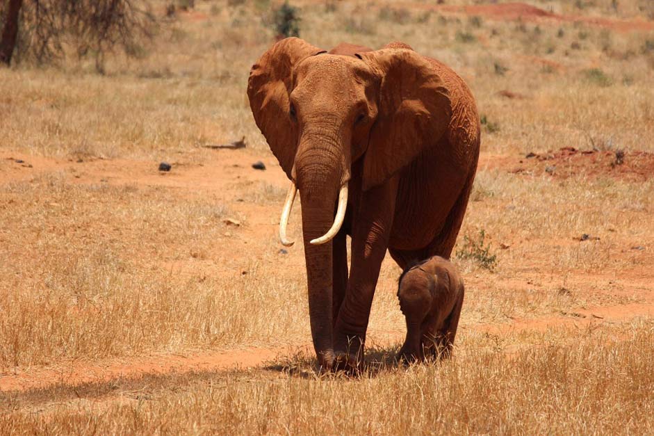 Tsavo Kenya Cub Elephant