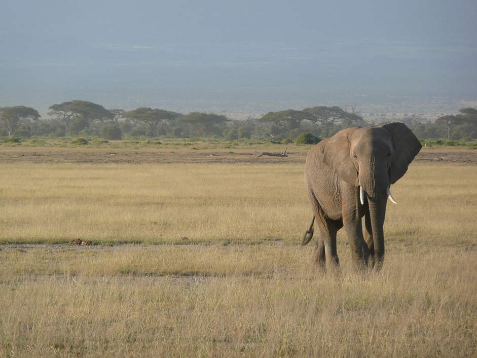 Wildlife Africa Kenya Elephant