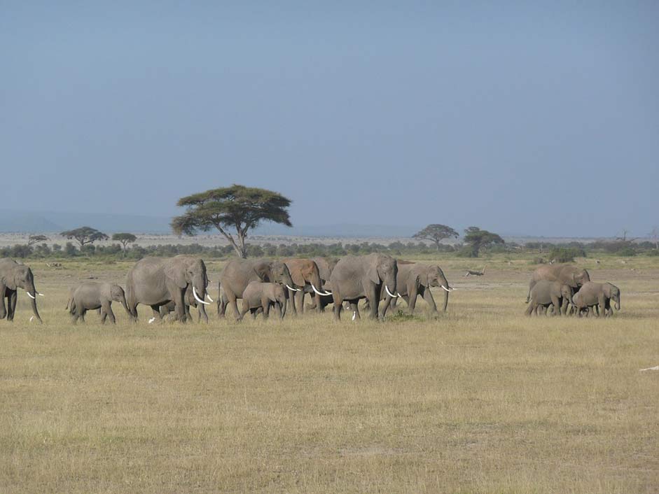 Wildlife Wild Kenya Elephant