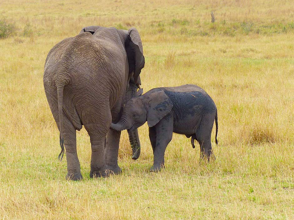 Wildlife Baby Mother Elephant