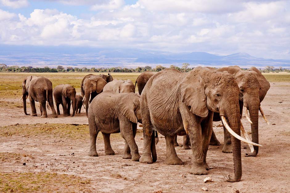Animal Amboseli Africa Elephants
