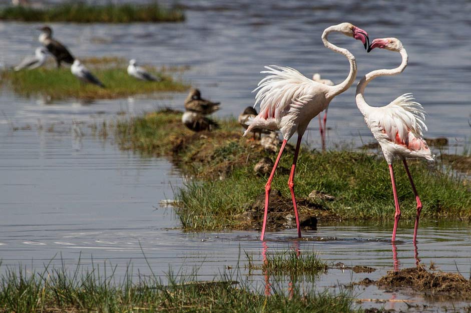 Animal-World Water-Bird Birds Flamingos