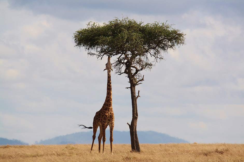 Wildlife Africa Kenya Giraffe