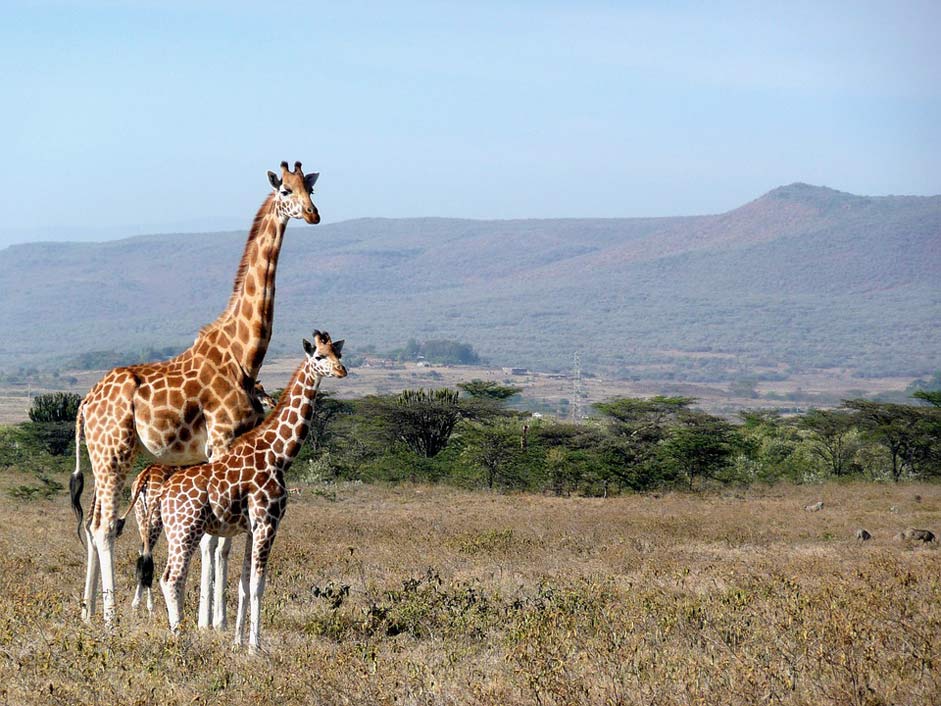 Africa Kigio Kenya Giraffe