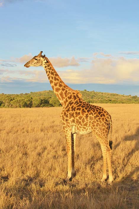 Wildlife Animal Kenya Giraffe