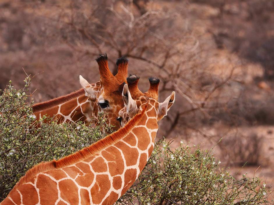 Eat Together Pair Giraffes