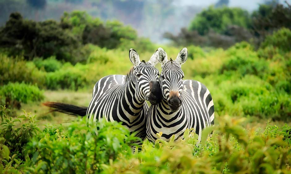 Wildlife Zebras Africa Kenya