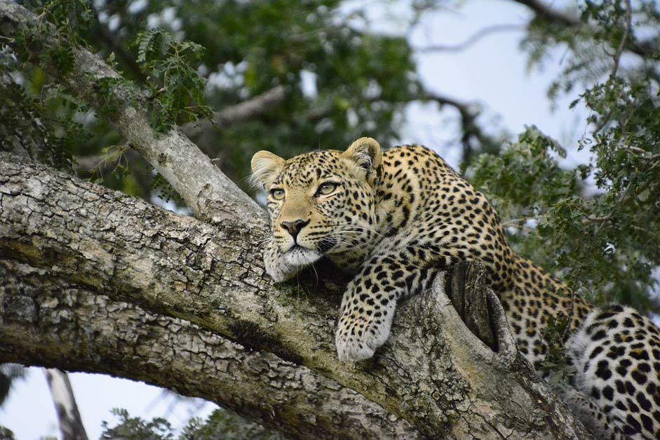 Africa Tree Leopard Kenya