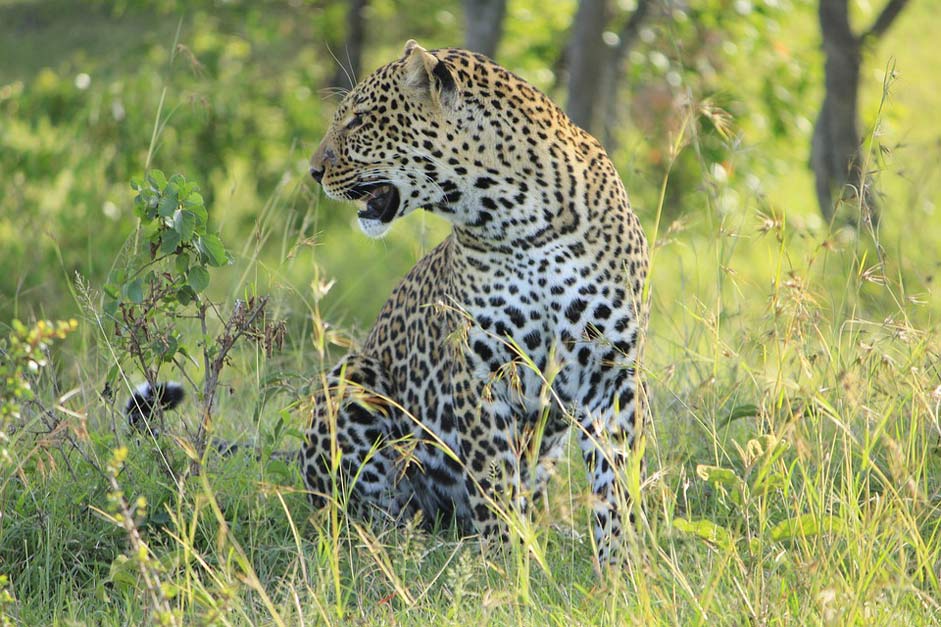 Africa Mara Masai Leopard