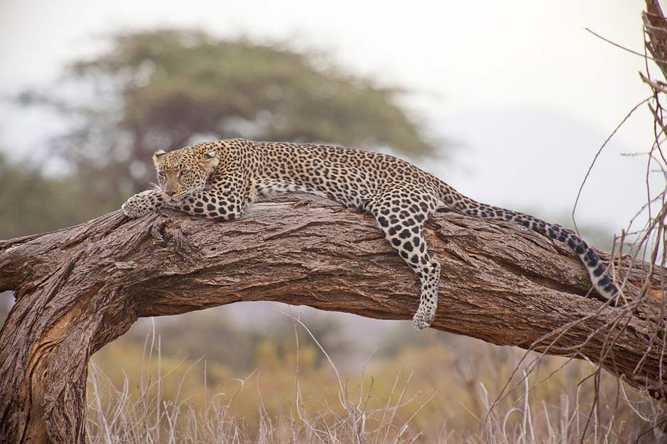 Kenya Africa Safari Leopard
