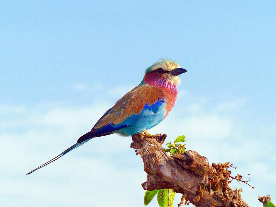 Kenya Africa Birds Lilac-Breasted-Roller