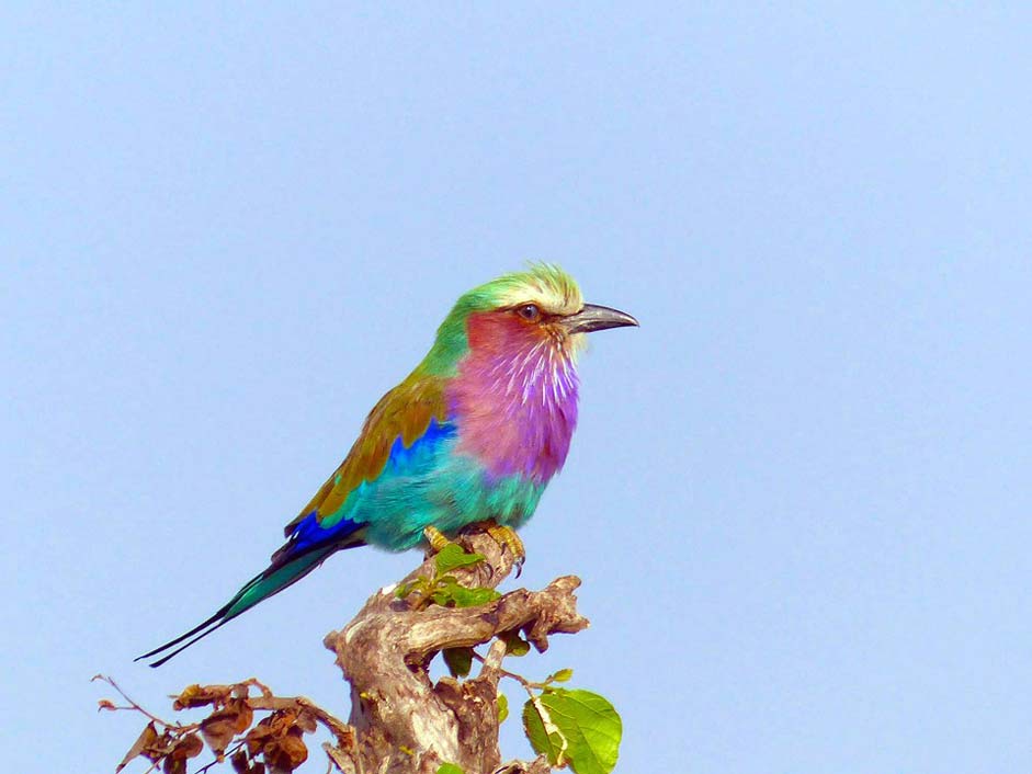 Kenya Africa Birds Lilac-Breasted-Roller