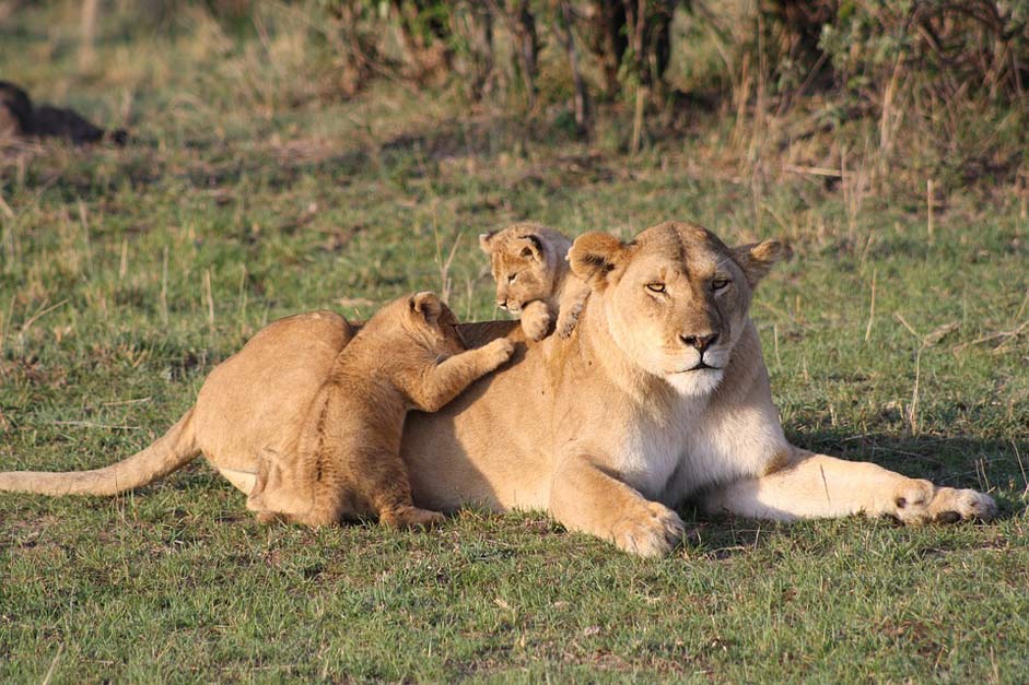 Young Lion-Cub Cubs Lion