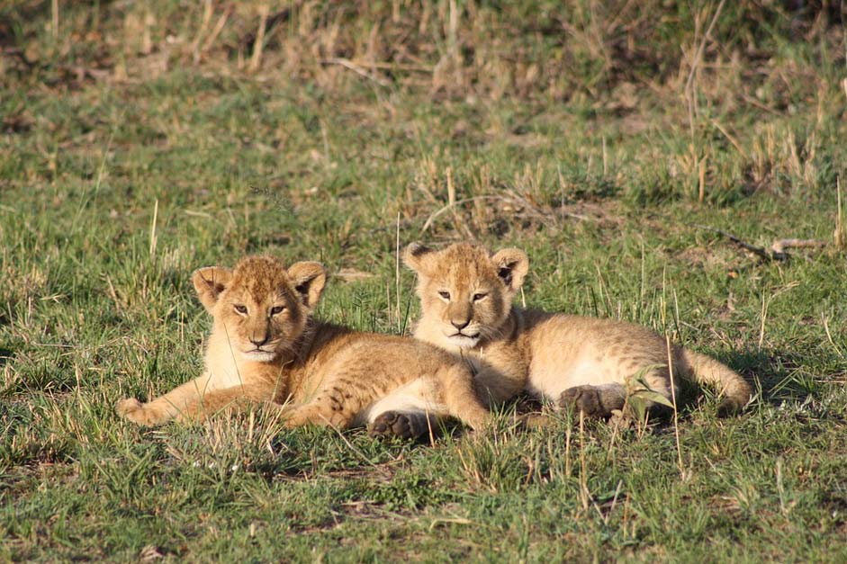 Masai-Mara Kenya Africa Lion-Cubs